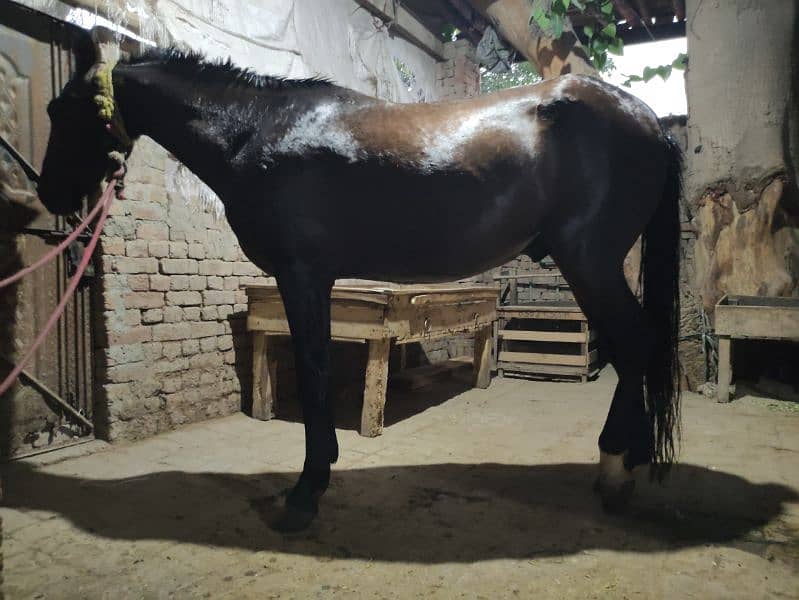 Horse for Sale Age 4 Year Old ,Jhang Breed,Neat and Clean 10