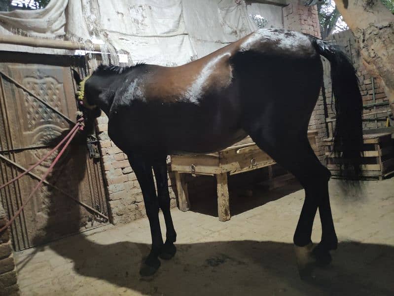 Horse for Sale Age 4 Year Old ,Jhang Breed,Neat and Clean 11