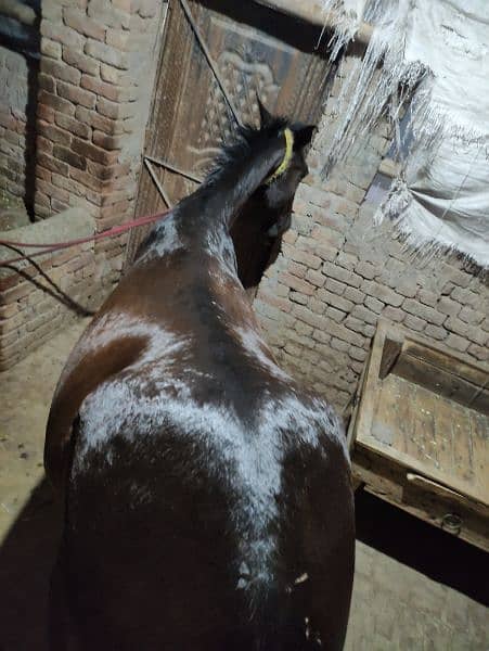 Horse for Sale Age 4 Year Old ,Jhang Breed,Neat and Clean 12