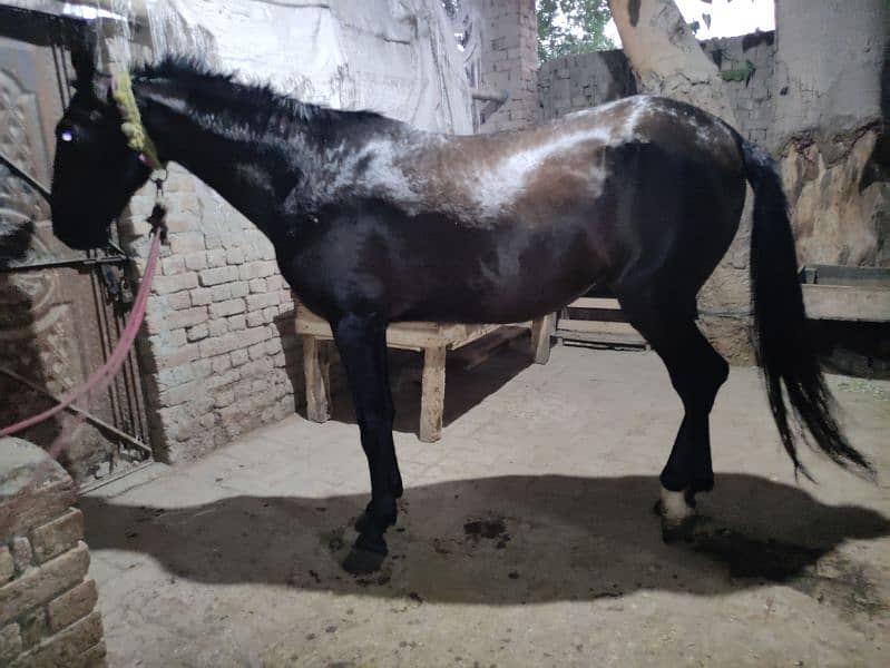 Horse for Sale Age 4 Year Old ,Jhang Breed,Neat and Clean 13