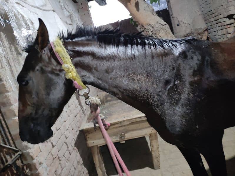 Horse for Sale Age 4 Year Old ,Jhang Breed,Neat and Clean 14