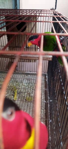 yellow bibed lory with DNA 4