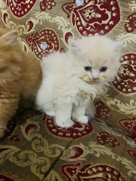 Persian kittens 2