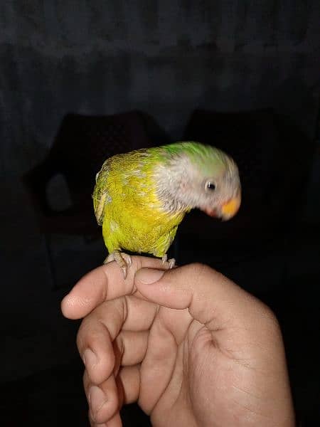 parrot 7