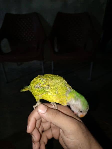 parrot 8