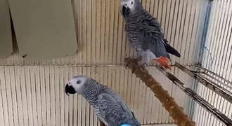 African Grey Parrot For Sale_
Call & WhatsApp 
03226982820