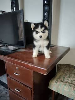 I want to sale my husky puppies