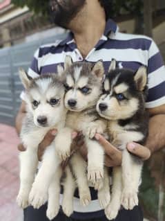 I want to sale my husky puppies