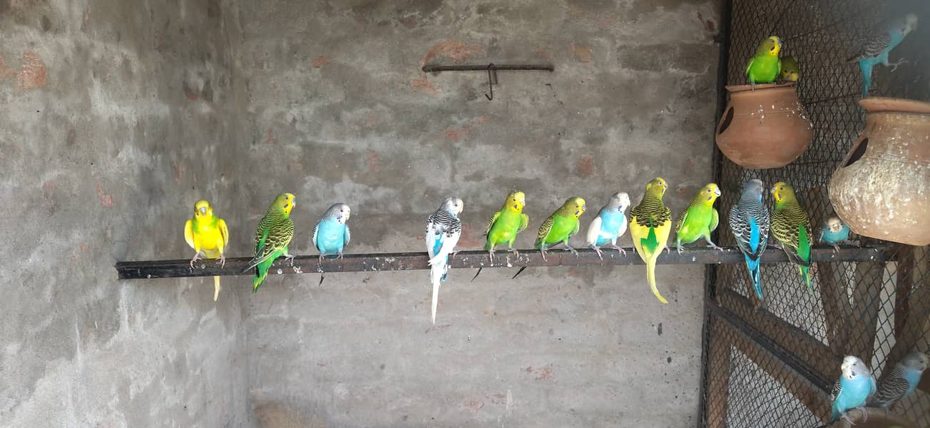 Australian parrots for sale 3