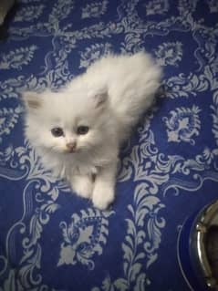 triple coated white  kittens only one female