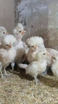 Buff laced polish fancy hen chicks for sale