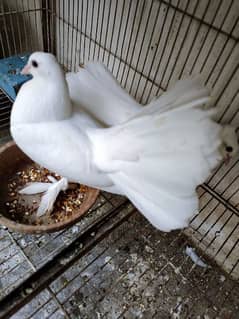 White Pigeons Pair For Sell.