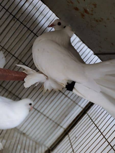 White Pigeons Pair For Sell. 1