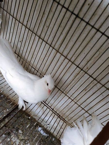 White Pigeons Pair For Sell. 2