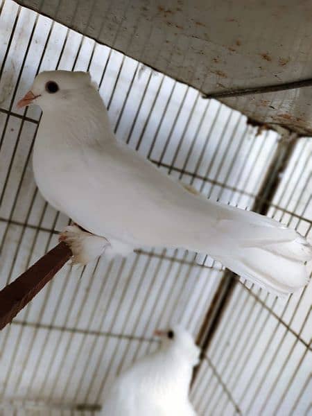 White Pigeons Pair For Sell. 3