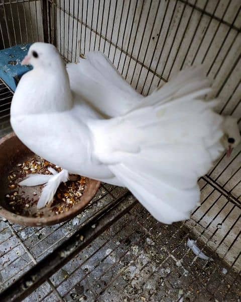 White Pigeons Pair For Sell. 4