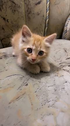 Persian kitten 60 days old