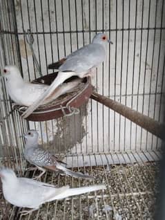 White Tail Doves Pair for Sell! 0
