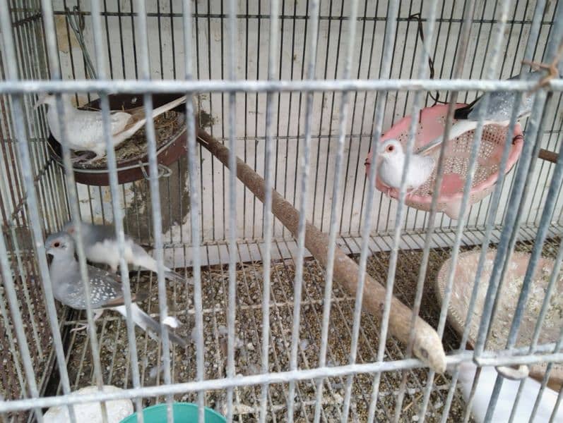 White Tail Doves Pair for Sell! 1