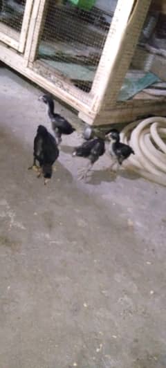 Aseel Mianwali chicks