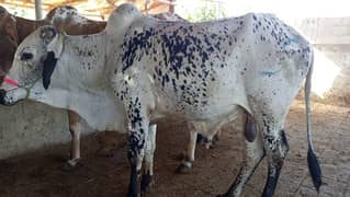 Cows for sale in Memon Goth contact number 03322328511
