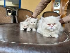 Punch Face Persian Female Cat with 2 kittens