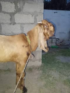 Beetal Goat/Beetal Bakra/Beetal/Livestock/Bakra for Sale
