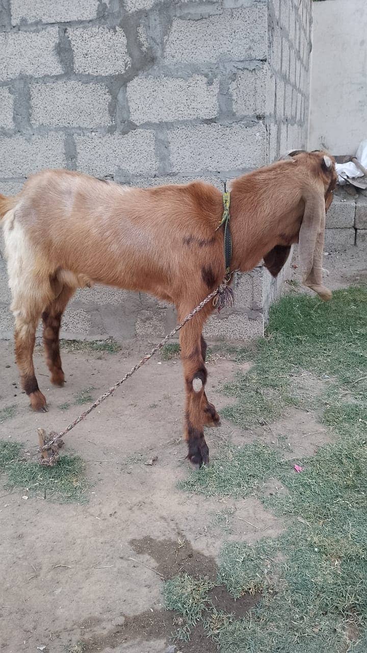 Beetal Goat/Beetal Bakra/Beetal/Livestock/Bakra for Sale 3