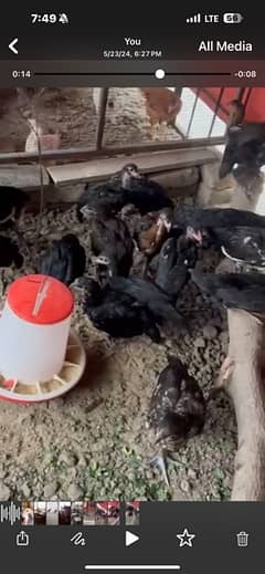 for sale at Aim organic poultry