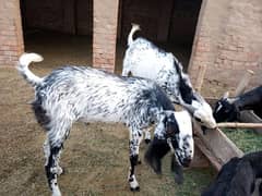 evalible goats