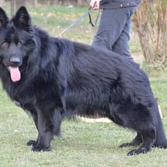 Black German shepherd adult male available in Pakistan 0