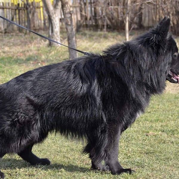 Black German shepherd adult male available in Pakistan 3