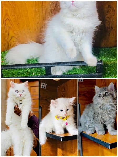 Persian punch face triple coated cat's and kitten's 2
