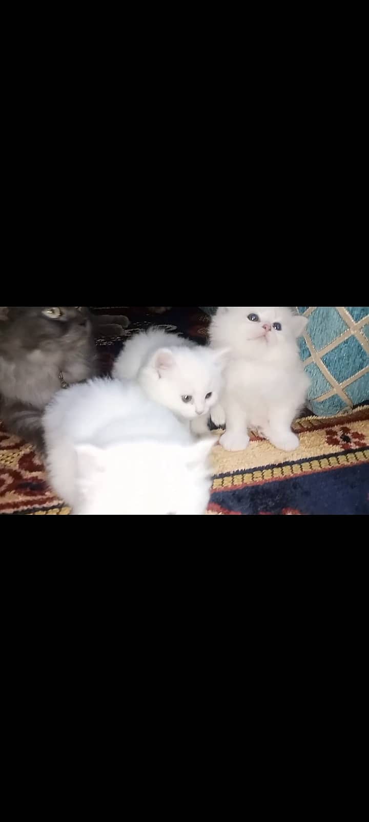 Tripple coated baby doll face 2 kittens for sale. 0