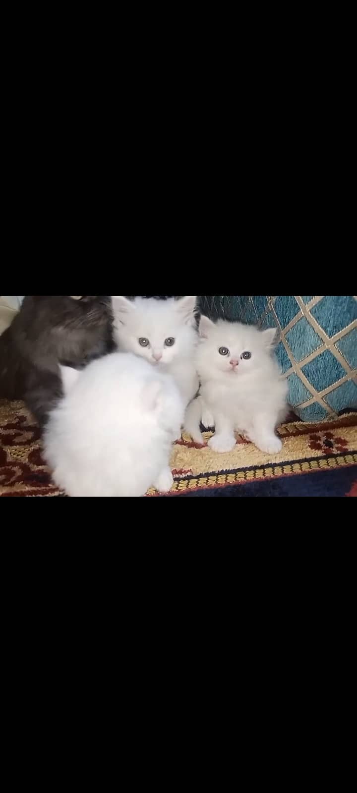 Tripple coated baby doll face 2 kittens for sale. 1