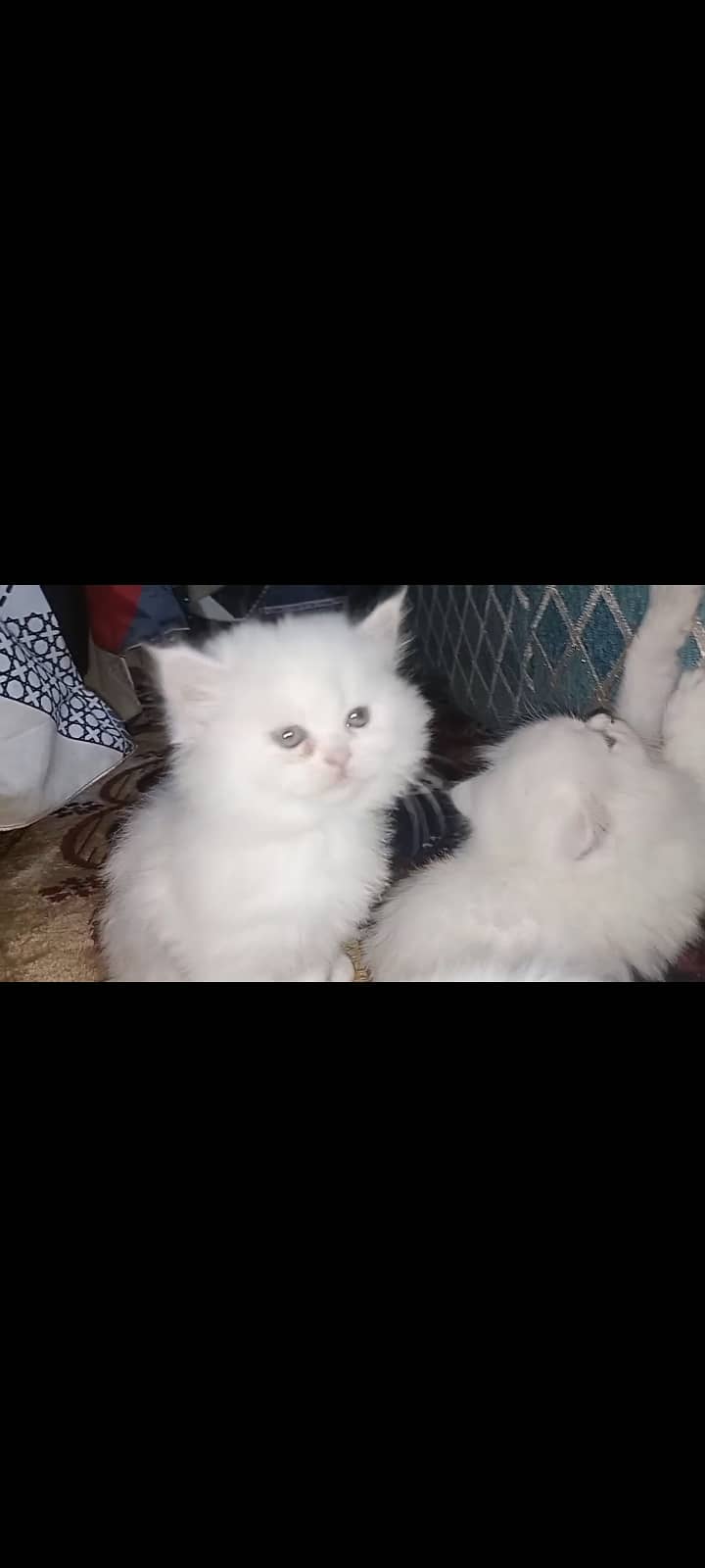 Tripple coated baby doll face 2 kittens for sale. 3