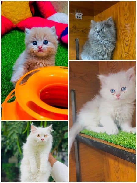 Persian Kitten | Punch face | Tripple coat | Persian Cat | Doll face | 11