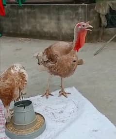 Red turkey breeder trio