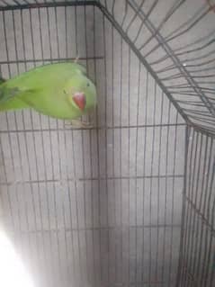 Female Parrot For Sale