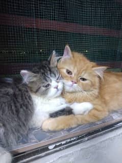Persian kitten pair