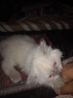 Persian cats pair for sale 0