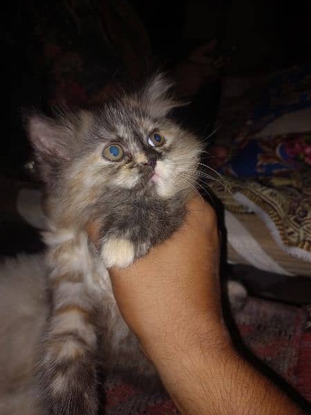 Persian cats pair for sale 1