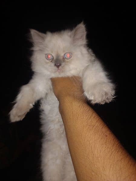 Persian cats pair for sale 3