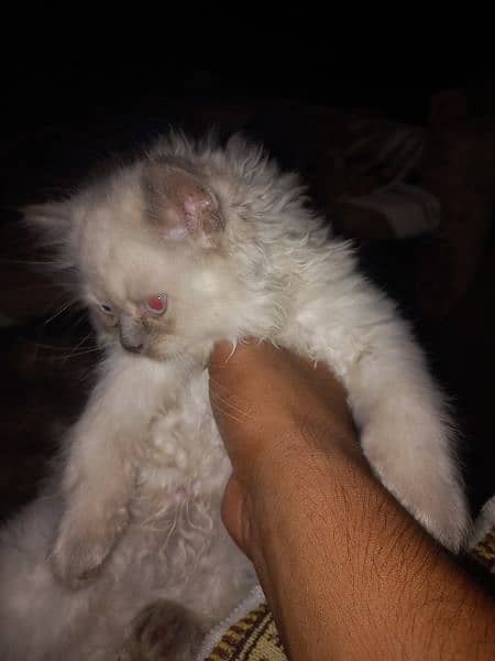 Persian cats pair for sale 4