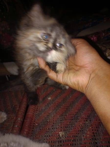 Persian cats pair for sale 5