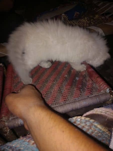 Persian cats pair for sale 6