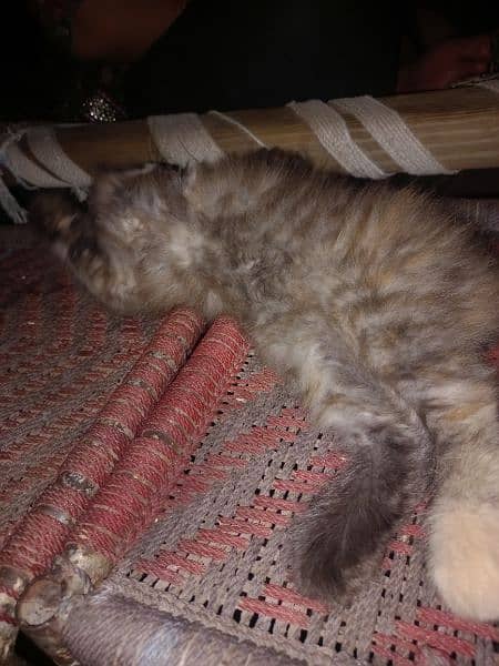 Persian cats pair for sale 7