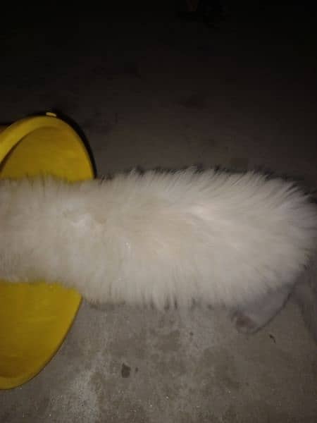 Persian cats pair for sale 8