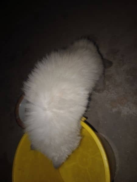 Persian cats pair for sale 9