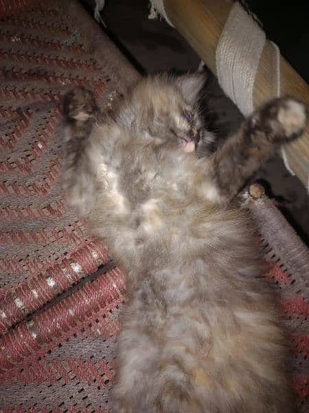 Persian cats pair for sale 11